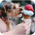  dog and ice-cream